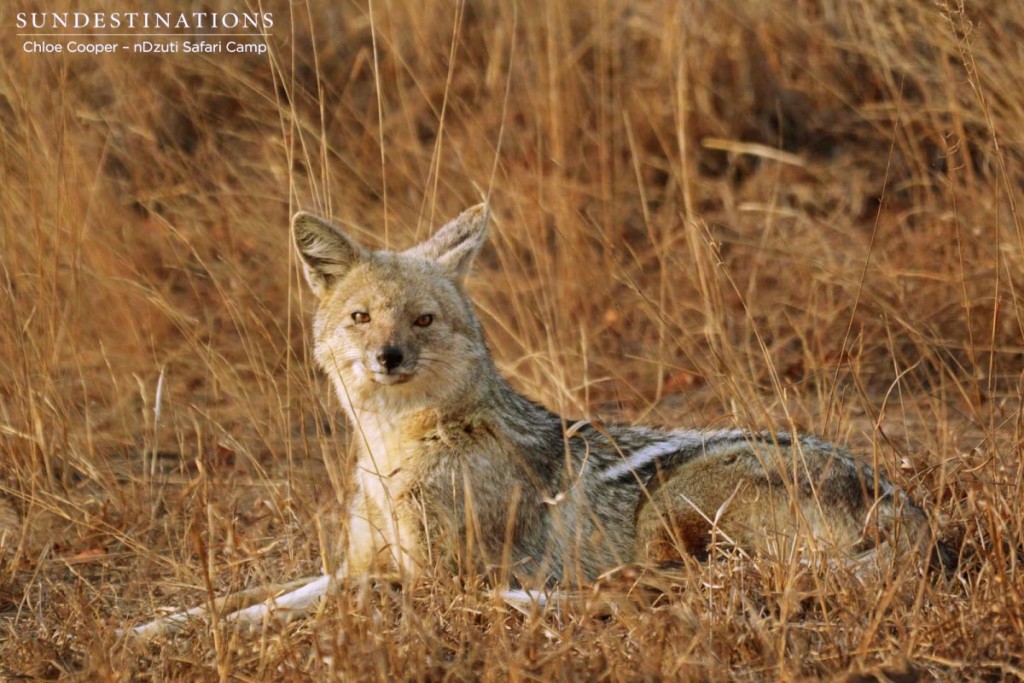 Side-striped Jackal