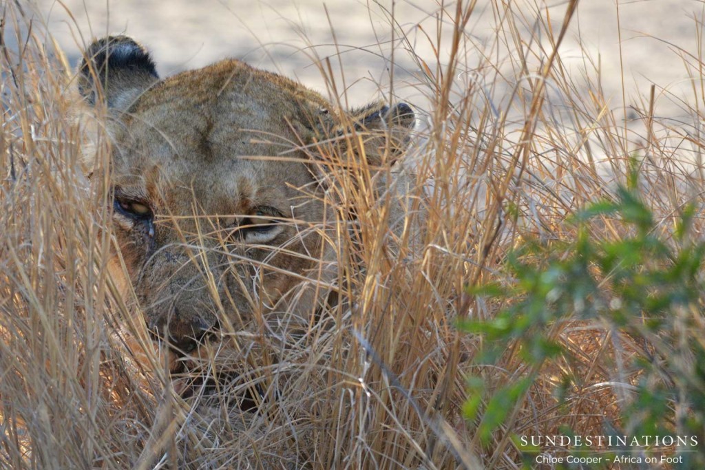 Breakaway Ross lioness eating warthog