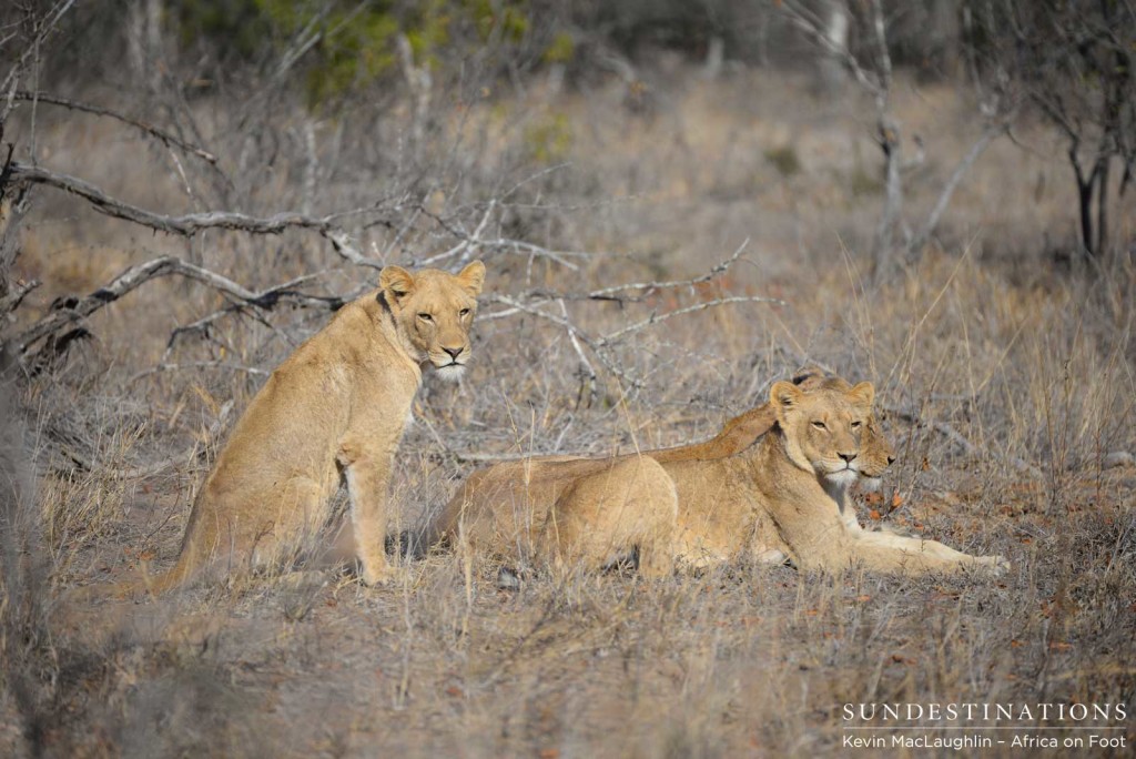 The Ross Pride at Africa on Foot