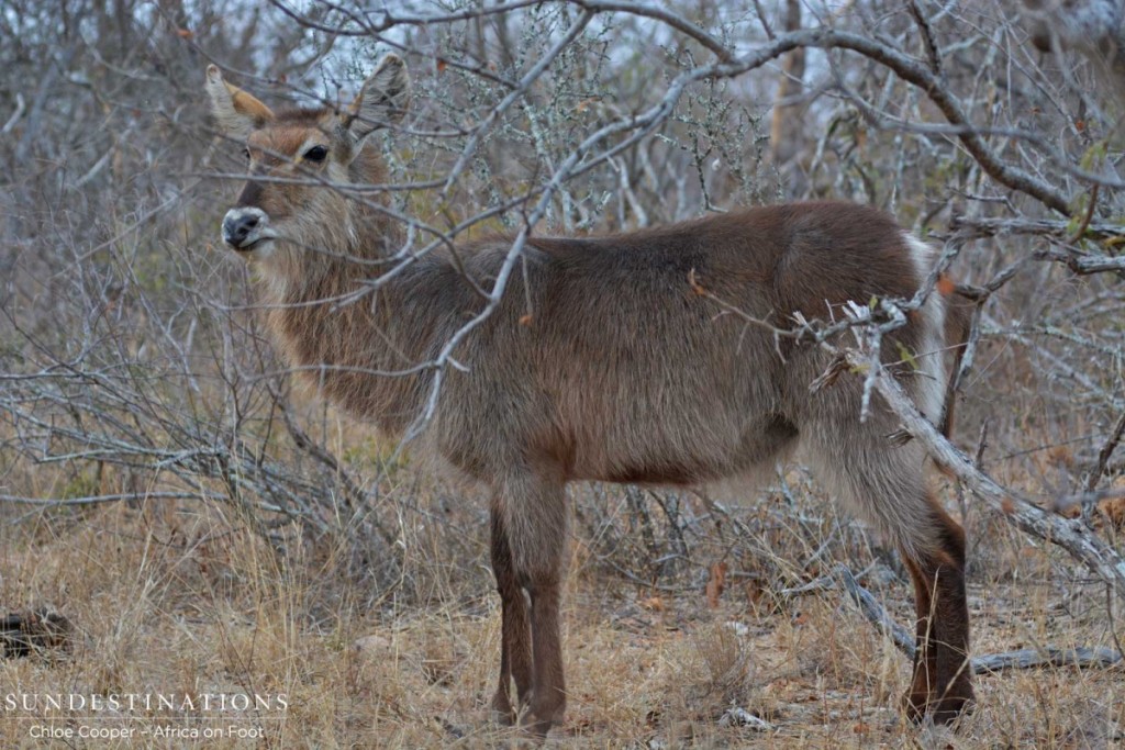 Waterbuck in Klaserie