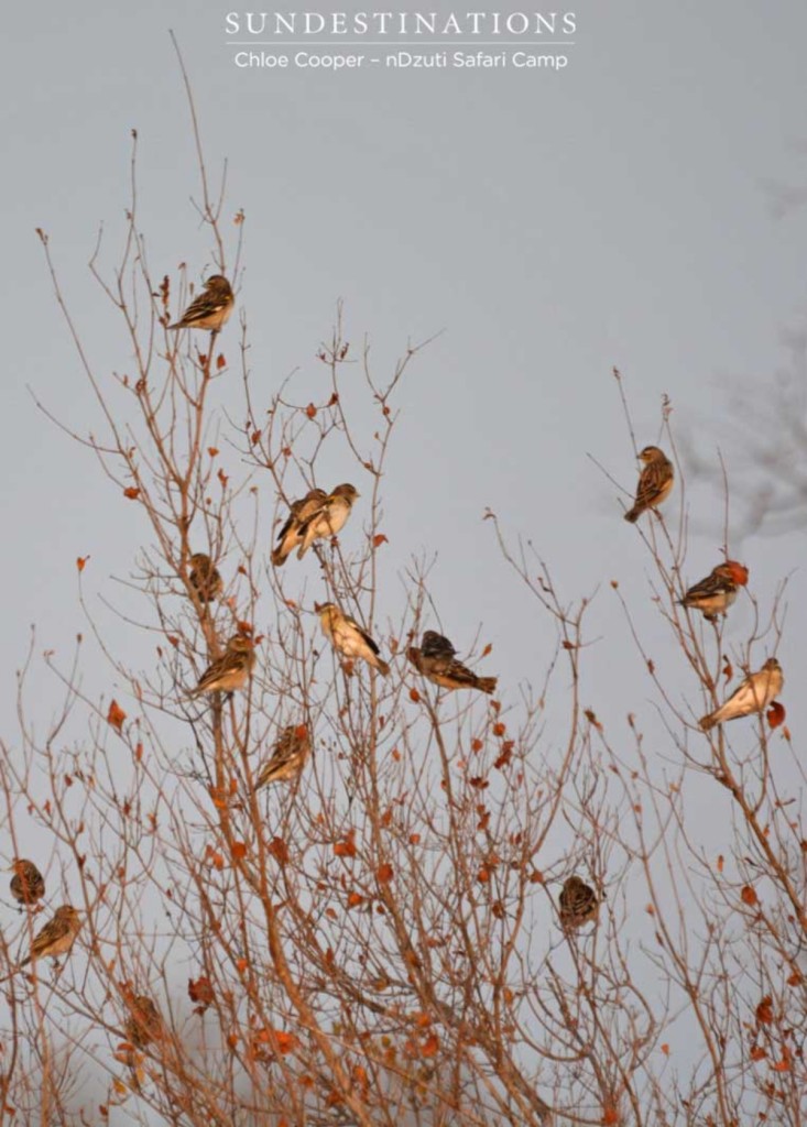 White Shouldered Widow Birds