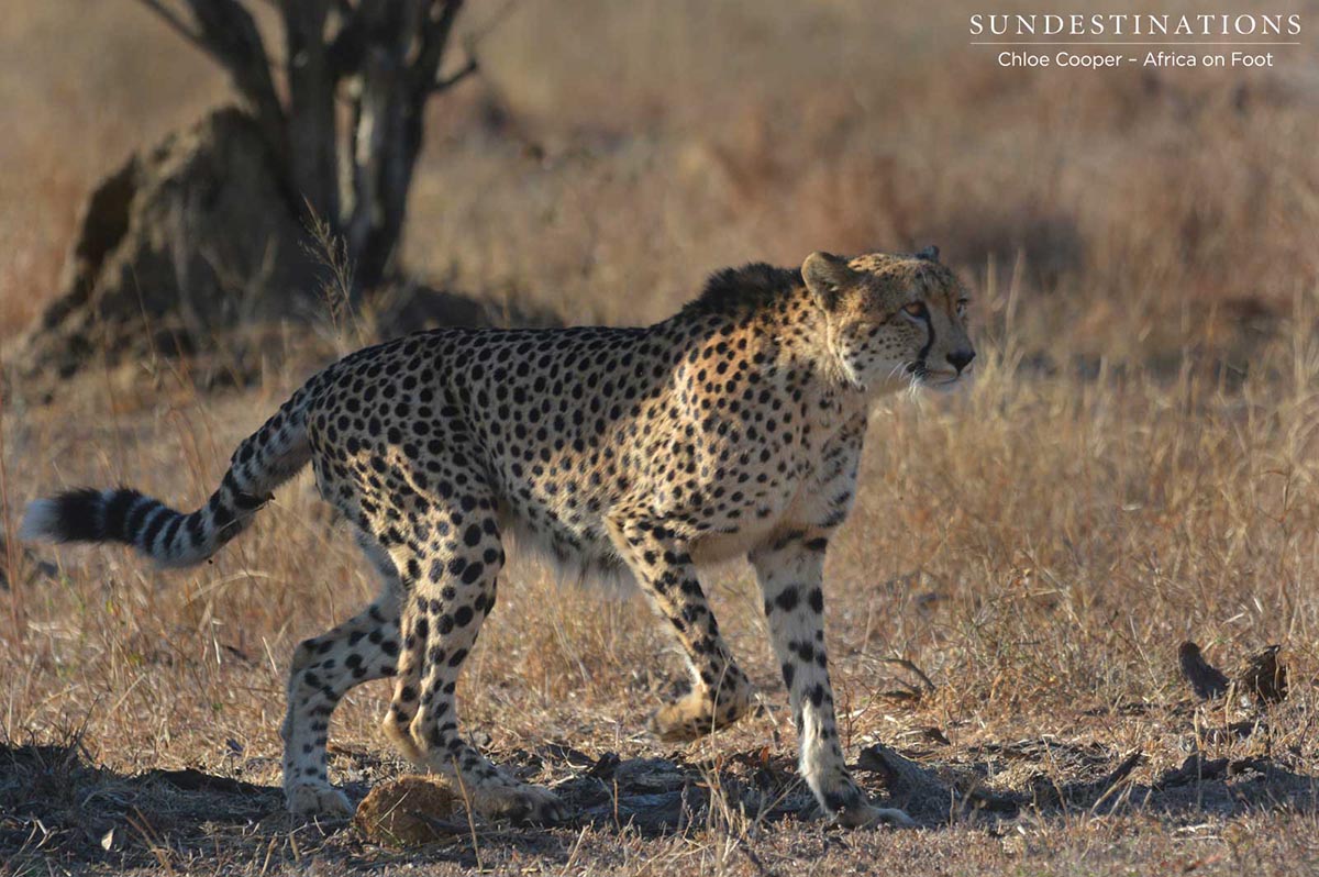 Cheetah is on the move in the Klaserie