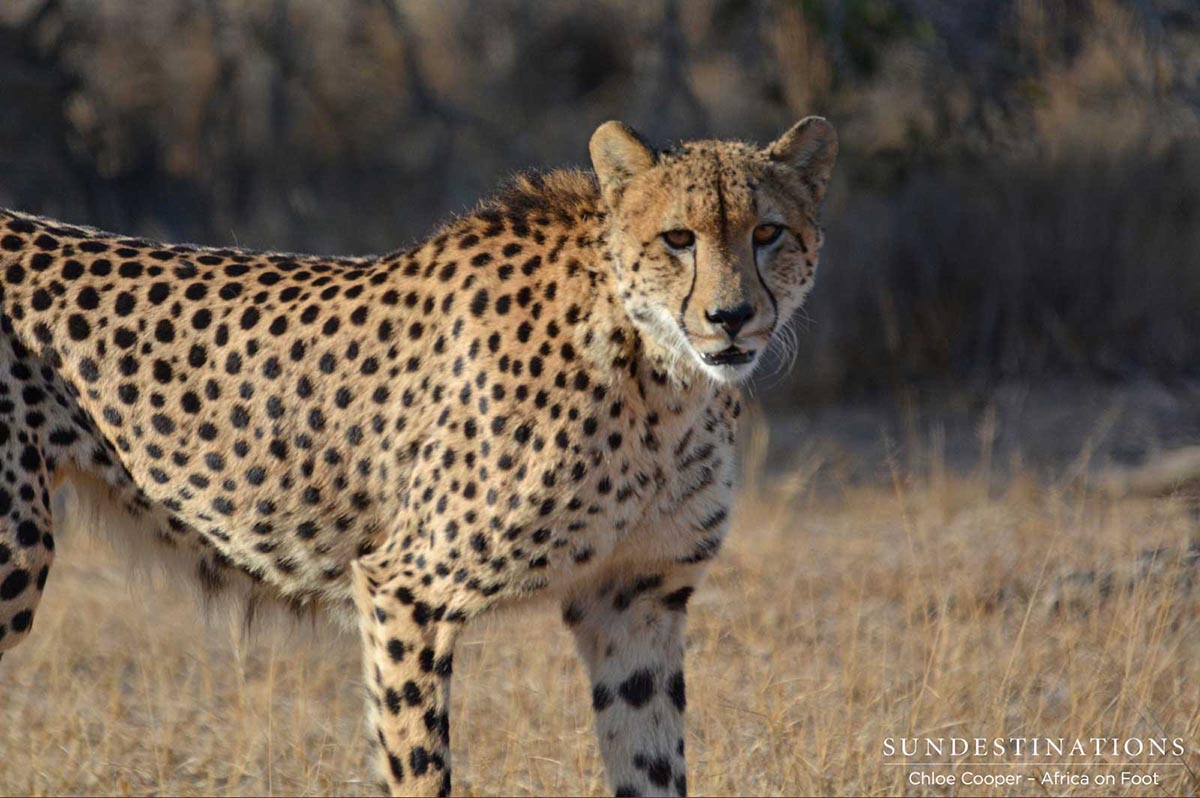 Cheetah - Africa on Foot