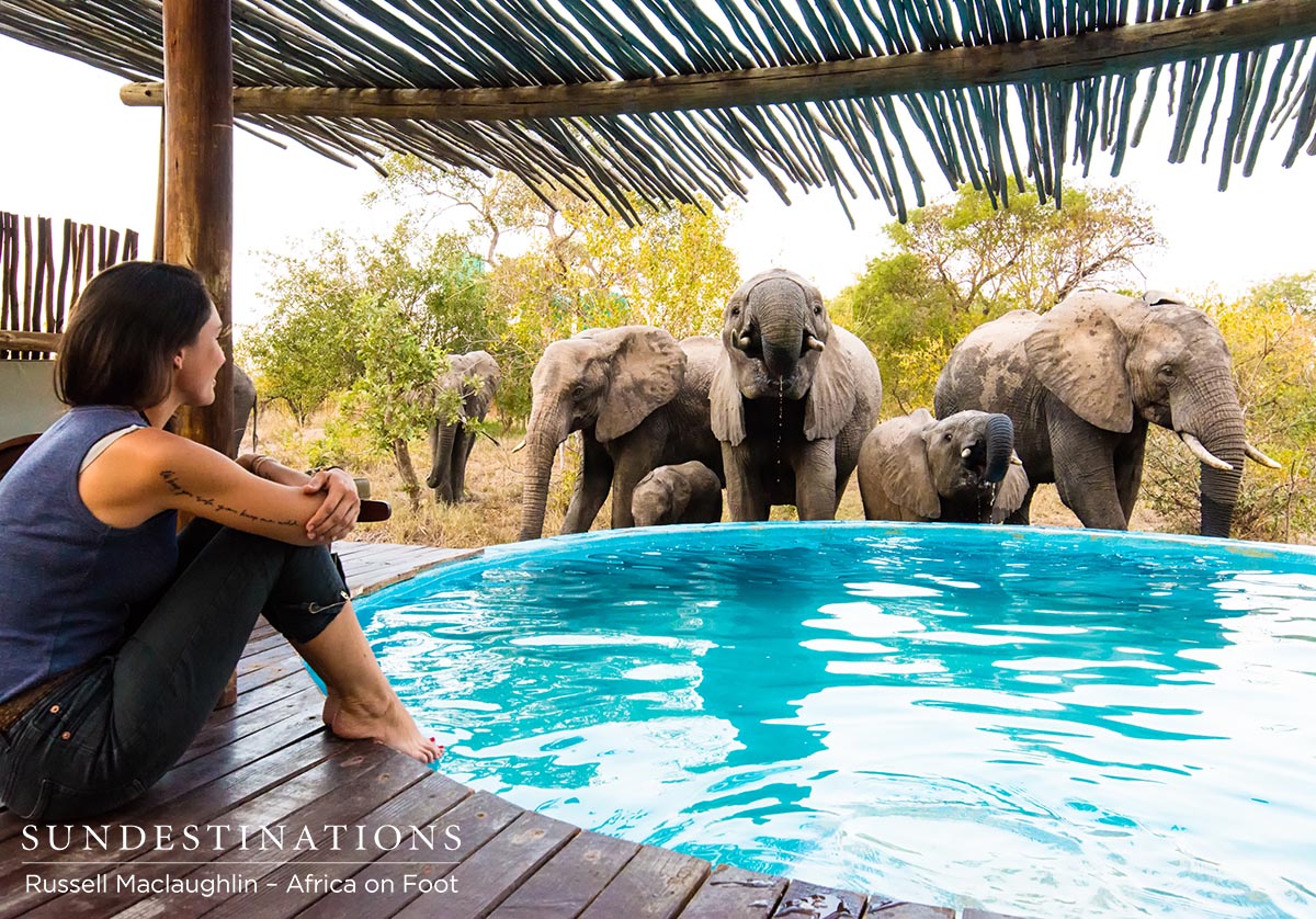 Elephants Drinking from Pool