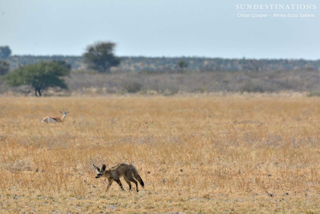 Bat-eared fox with springbok