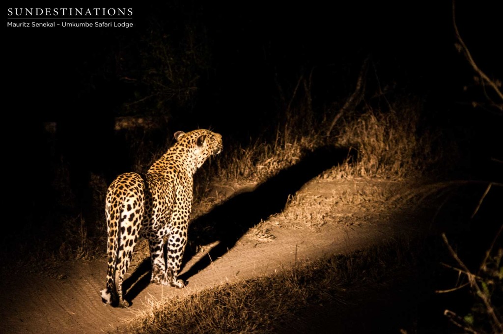 Bicycle Crossing male leopard