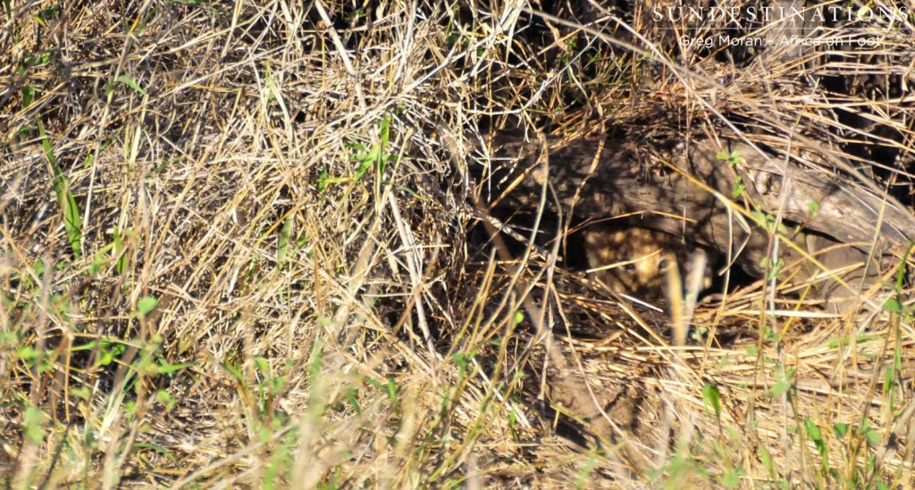 This is the 3rd sighting of these newborn cubs