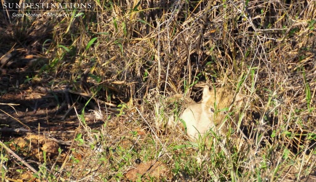 Tiny lion cubs estimated to be about 3 weeks ago