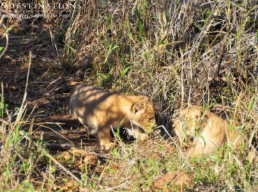 Fantastic news is that the notably pregnant lioness belonging to the Ross breakaway duo has given birth, and even better news is that we’ve seen the cubs! We posted an update yesterday of the sightings we’ve had thus far, plus the last litter of cubs born to a Ross breakaway female. Check that out here. […]