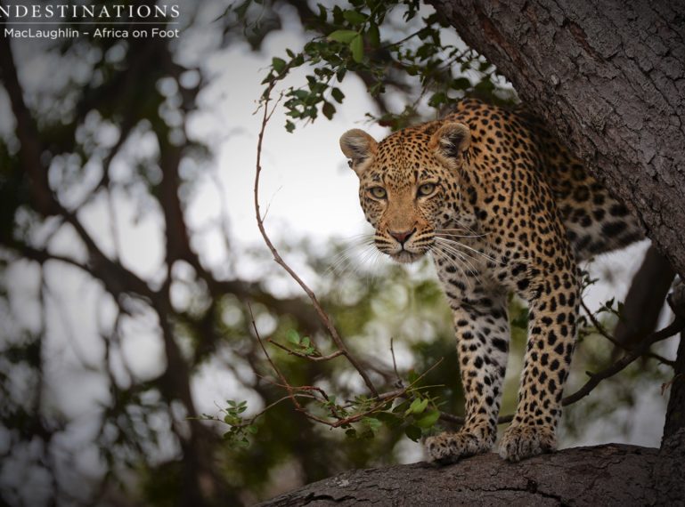 Leopards Galore at Africa on Foot and nThambo Tree Camp!