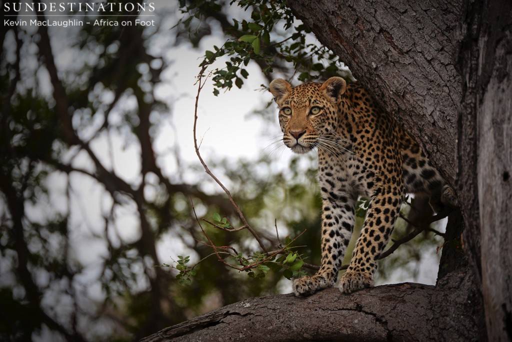 Keeping a lookout for her not-so-friendly neighbour