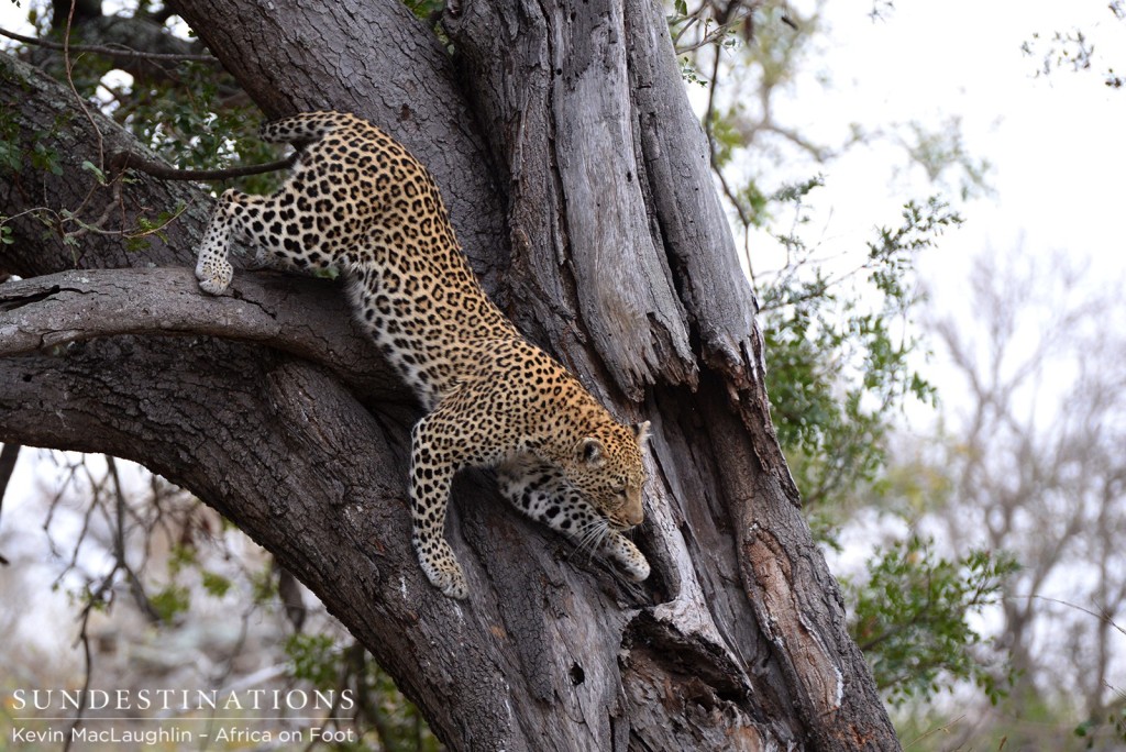 Climbing down the tree to mark her territory