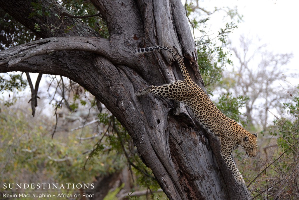 Leaving her kill in the tree while she goes to mark her territory