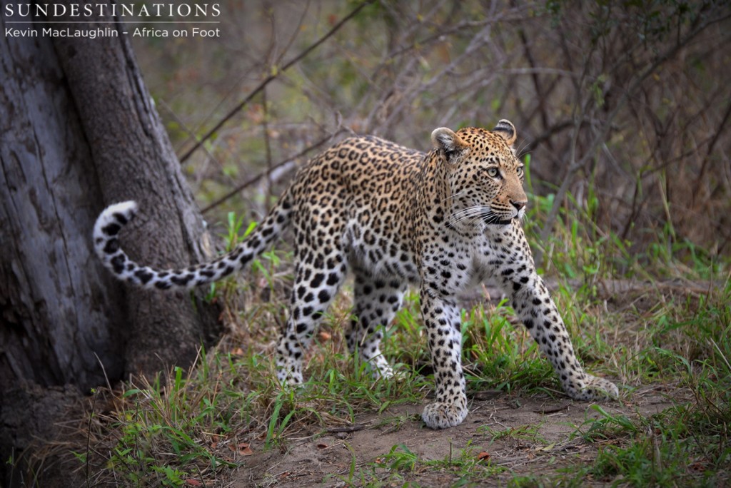 Landing at the foot of her tree