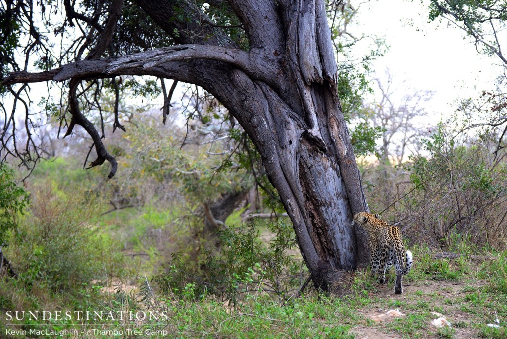 Climbing back into the tree