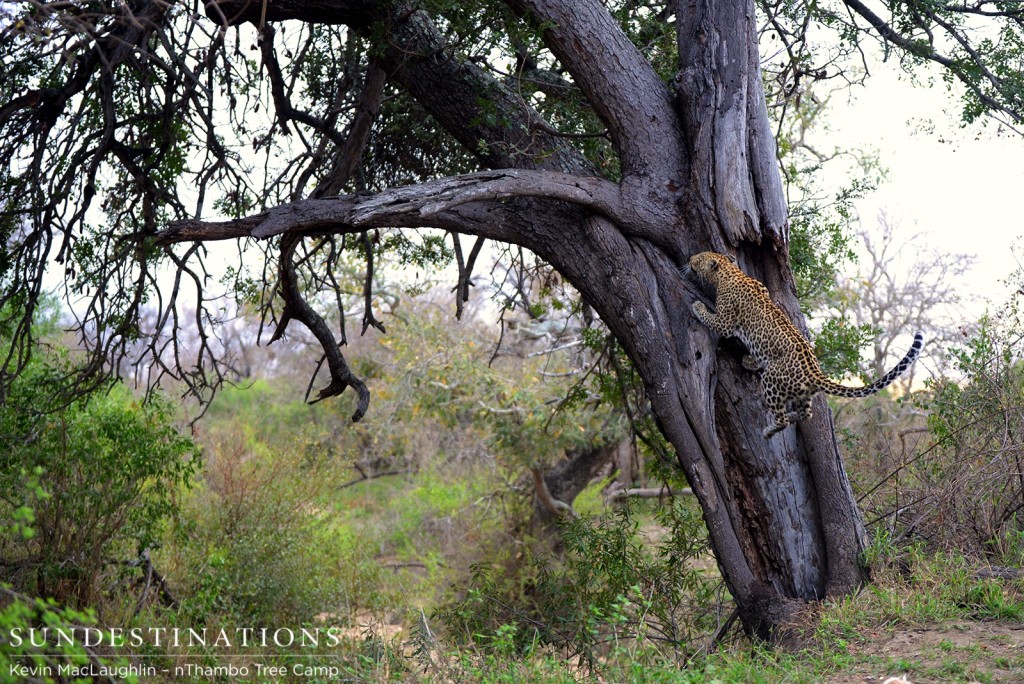 Leaping back into the tree after marking her area