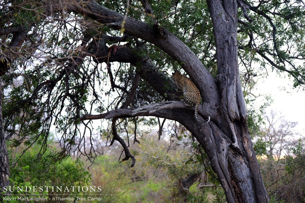 Leopard in the tree with her kill just above her