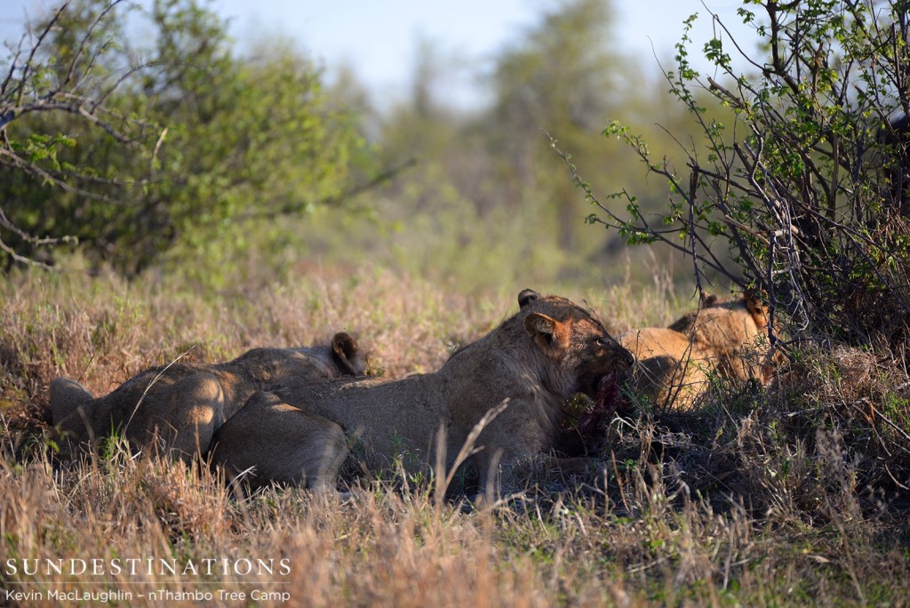 Ross Pride feeding on warthog