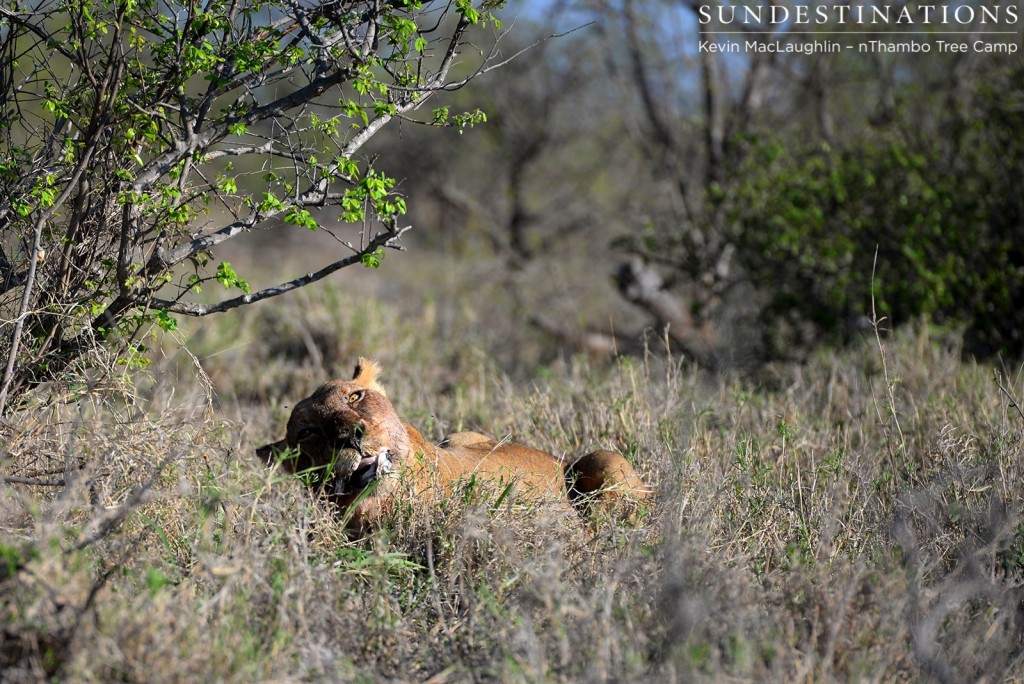 Ross Pride lioness chewing a warthog bone