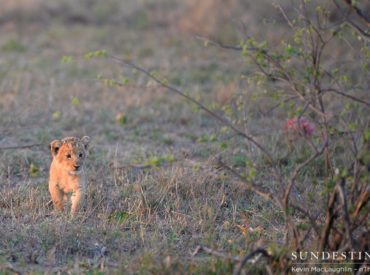 We’ve said it before and we’ll say it again; it’s a tough life for lions in the wild, even if they are the kings of the jungle. Even when the small and vulnerable cubs have grown into mighty lions, they are faced with having to fight for their food, and for their territory. Right from […]