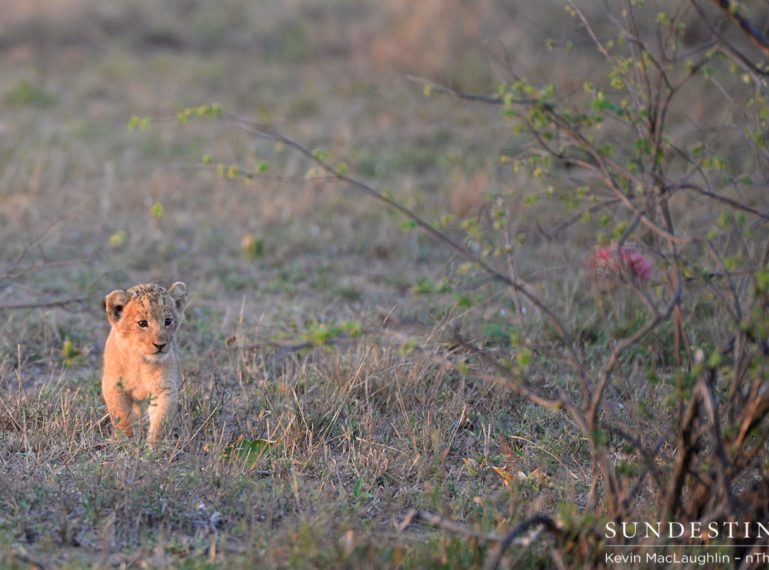 Close call for lion cub when buffalo charges