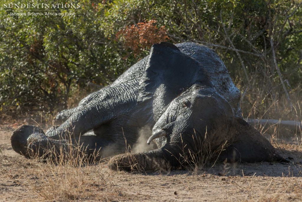 Elephant dust bath