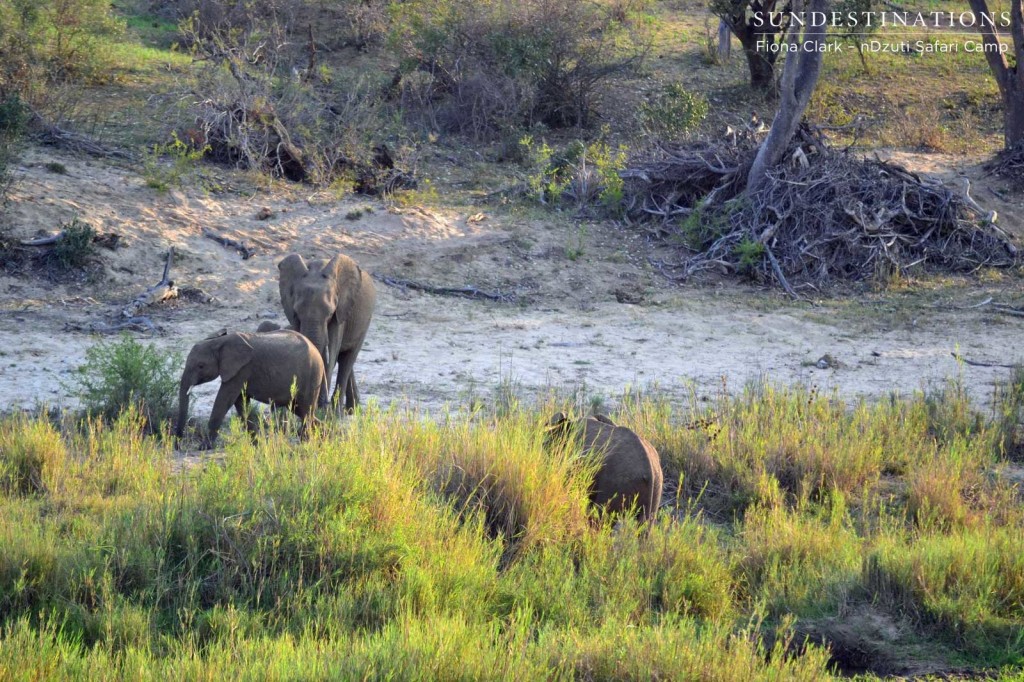 Elephants on the riverbank