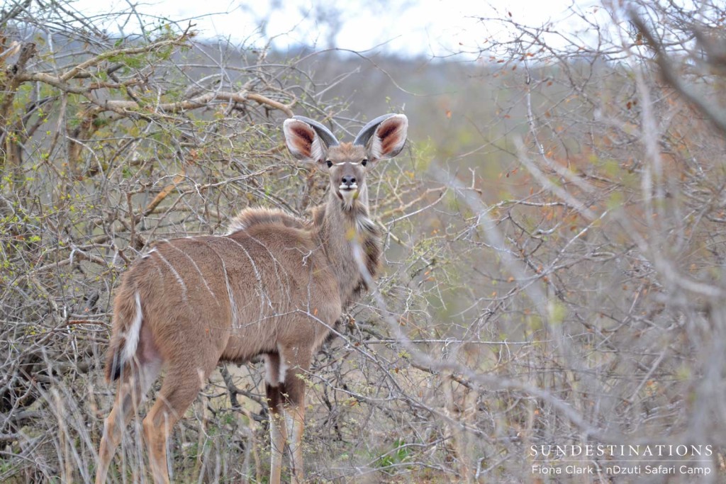 Young kudu bull