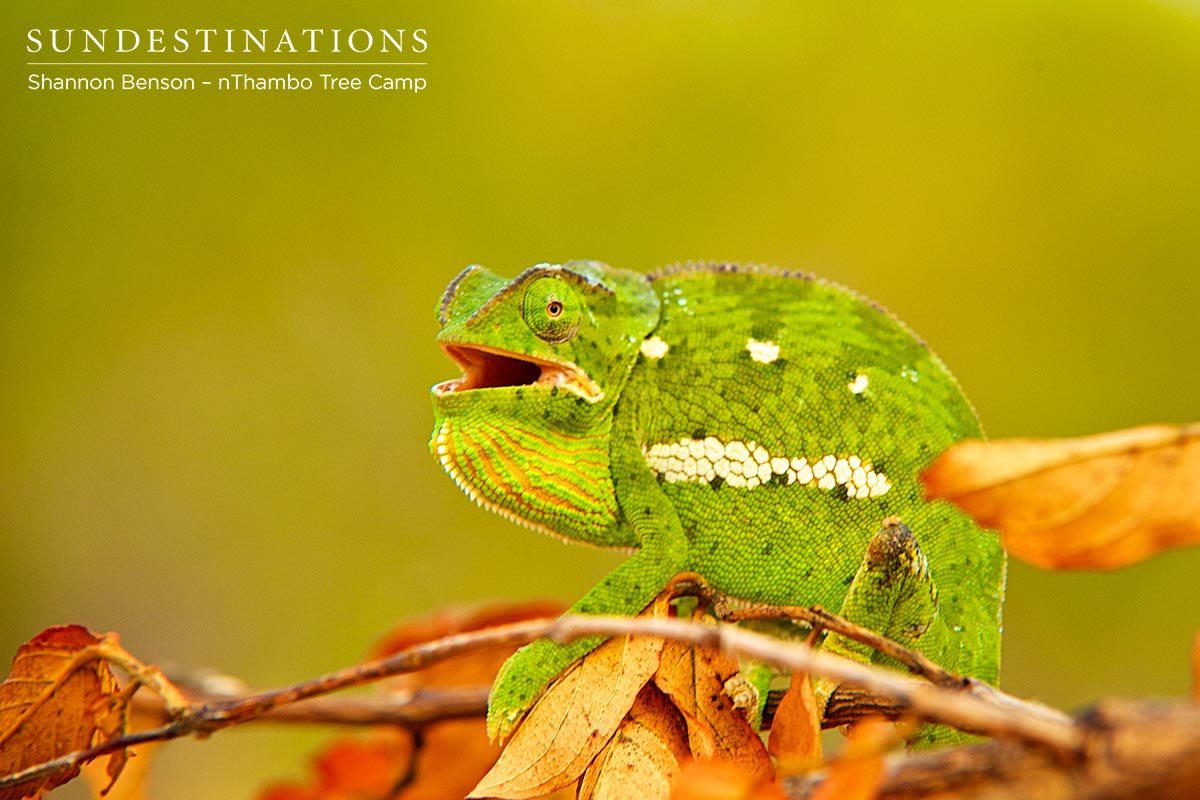 Flap-necked chameleon looking at camera.