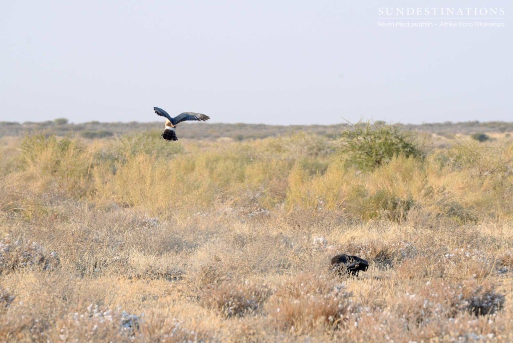 Goshawk flying above the honey badger looking for prey