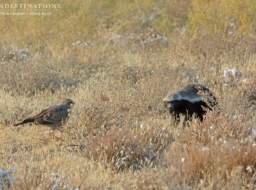 The Kalahari is a place where some of the most interesting relationships between different species is revealed. There is evidence of symbiosis all over the bush, but somewhat famously, the honey badger provides for a variety of different species as it goes about its business foraging through the Kalahari scrub. On a mobile journey with Afrika […]