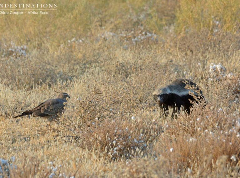 Goshawk Poaching Prey from a Honey Badger