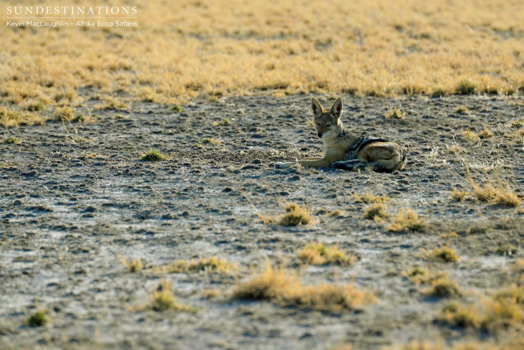 Resting jackal in the CKGR