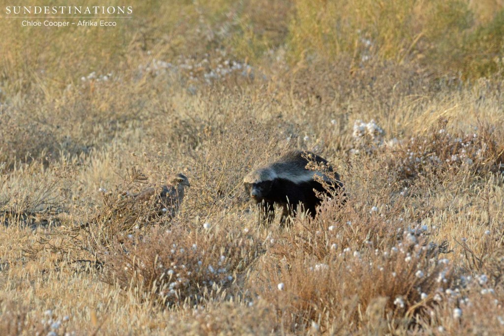 Juvenile pale-chanting goshawk keeping close to the honey badger