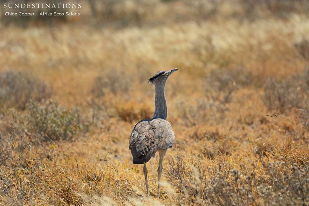 Kori bustard in the CKGR