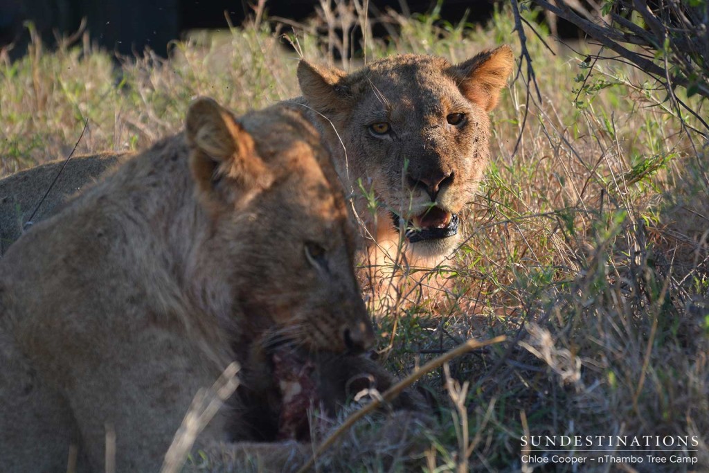 Ross Pride feeding on warthog