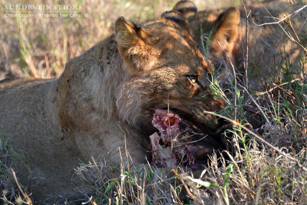 Young Ross male tucking into warthog