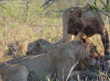 This morning held a lot of excitement for guests occupying the nThambo Tree Camp game viewer as Matt pulled up to a sighting of the Ross Pride doing what they do best: specialising in warthog hunting! This pride has a lot of history with the ferocious hogs of the Klaserie; sometimes the lions walk away with […]