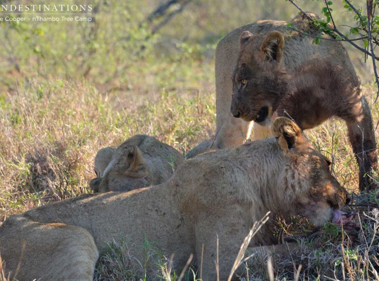 The Ross Pride lions share a warthog