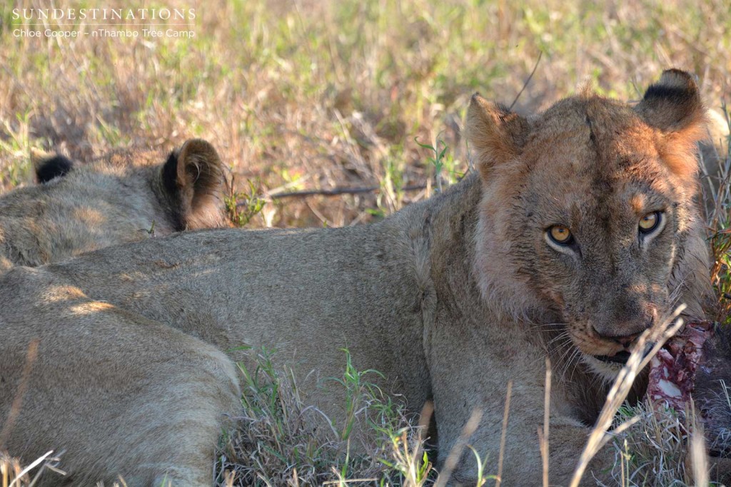 Young Ross Pride male