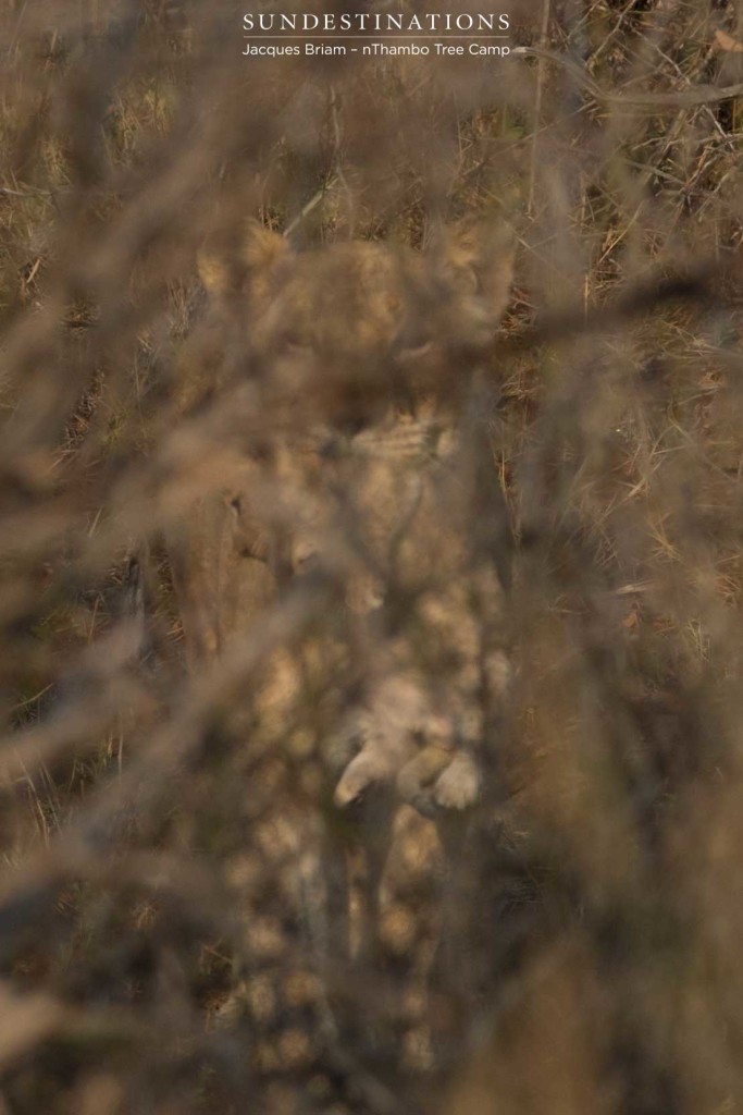 Most recent capture of the lioness moving her cubs on Thursday last week.