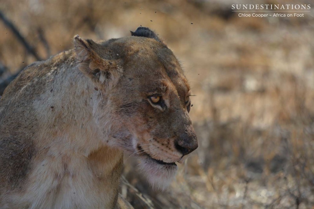 Ross lioness keeping off the carcass