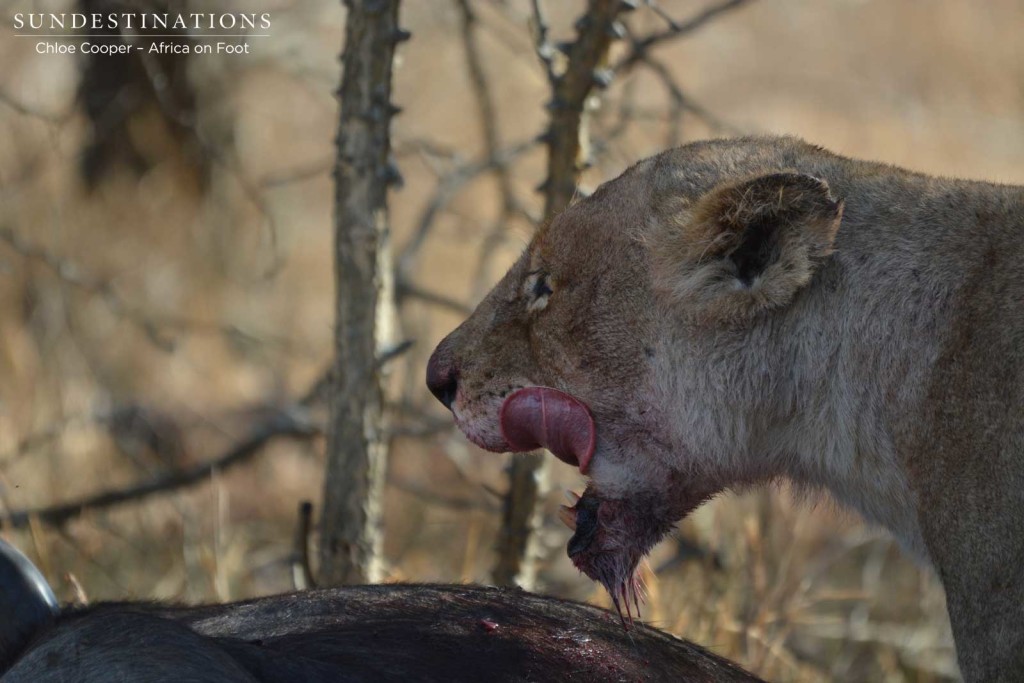 Getting in there for a bite of the carcass