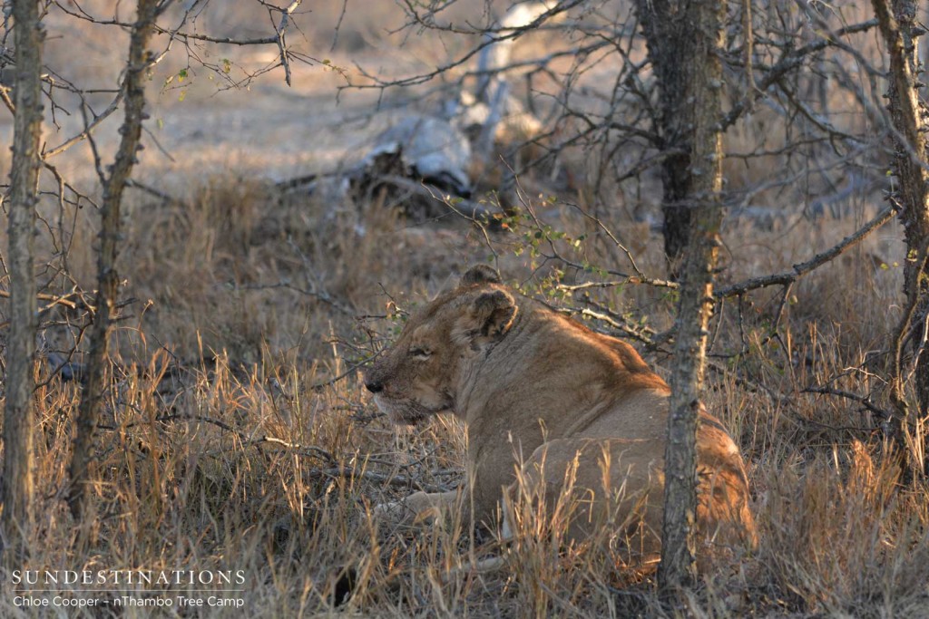 Ross lioness hanging back waiting to feed