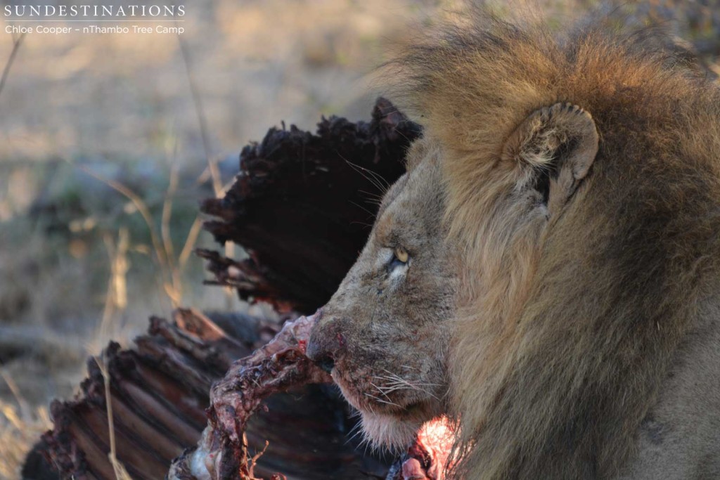 Trilogy male dominating the kill