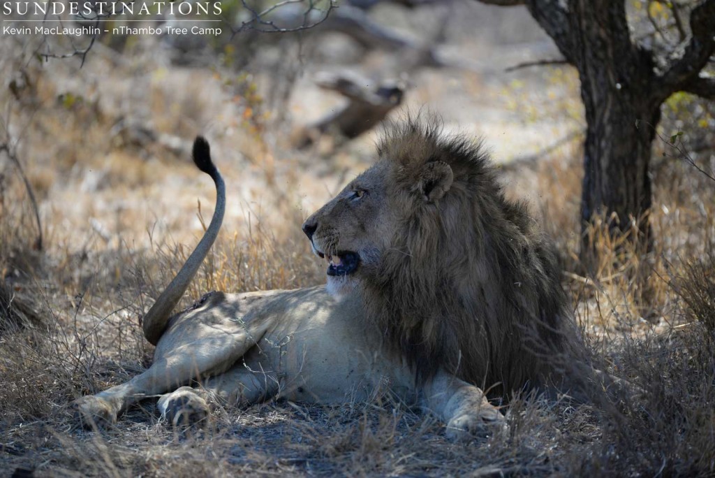 Trilogy male taking a break in the shade