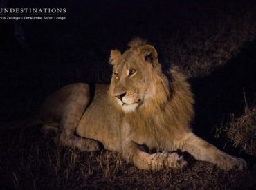 With the changing landscape and kaleidoscope of colours peeking through the dry vegetation, it’s evident that spring is fast approaching. The weather in the Greater Kruger is getting warmer and we’ve even experienced the first of many gentle rains. With the change of seasons, new species of wildlife come out to play. Our predators and […]