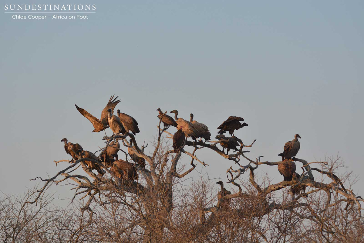 Wake of vultures