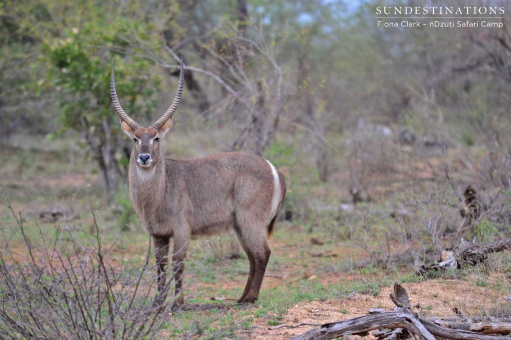 Male waterbuck looking proud