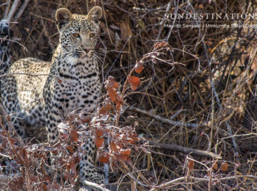 Two weeks ago guests from Umkumbe Safari Lodge witnessed an incredible leopard event that we’ve jotted as “one for the books”. White Dam and her two cubs killed an impala. Despite their innate hunting skills and finely tuned stalking methods, leopards often prove to be an easy target for pesky hyenas! In this instance, a […]
